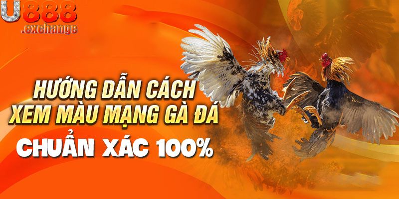 Chia sẻ kinh nghiệm đặt kèo Gà chọi C1 chuẩn xác nhất 