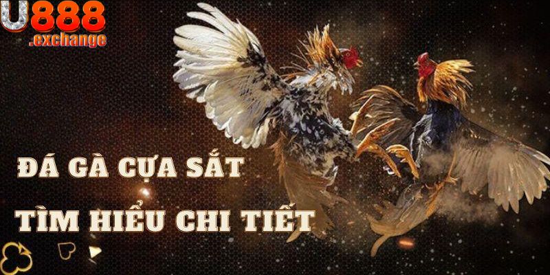 Đá gà 88 cựa sắt 