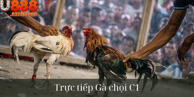 Đôi nét về Gà chọi C1 