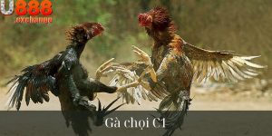 Mách Bạn Chiến Thuật Đặt Cược Gà Chọi C1 Toàn Thắng 100% 